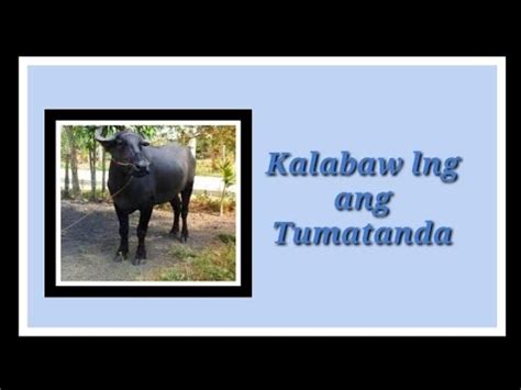 xyz/watch/tt1063621 Télécharger : - https://primeflixz. . Kalabaw lang ang tumatanda meaning